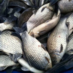 �����a�~�r����F�ϝq����ߝq0.5Ԫ��