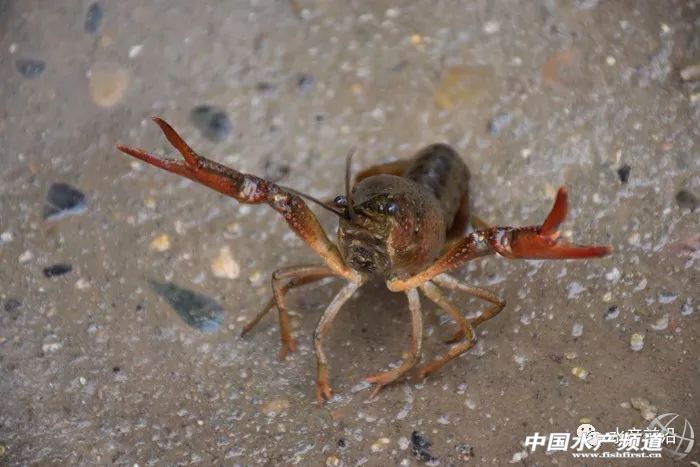 С���rȫ���ǌ����r��Ҳ�����߸���ֵ�aƷ���r��߀���e