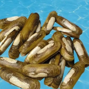 �B(y��ng)ֳΜ�|��ˮ�y���@���г�����?x��n)r(ji��)�Ƚ�Q������