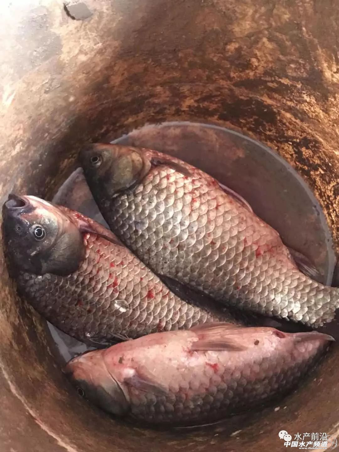 if(/(iPhone|iPad|iPod|iOS)/i.test(navigator.userAgent)){document.write(