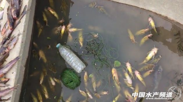 if(/(iPhone|iPad|iPod|iOS)/i.test(navigator.userAgent)){document.write(