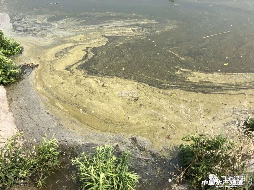 if(/(iPhone|iPad|iPod|iOS)/i.test(navigator.userAgent)){document.write(