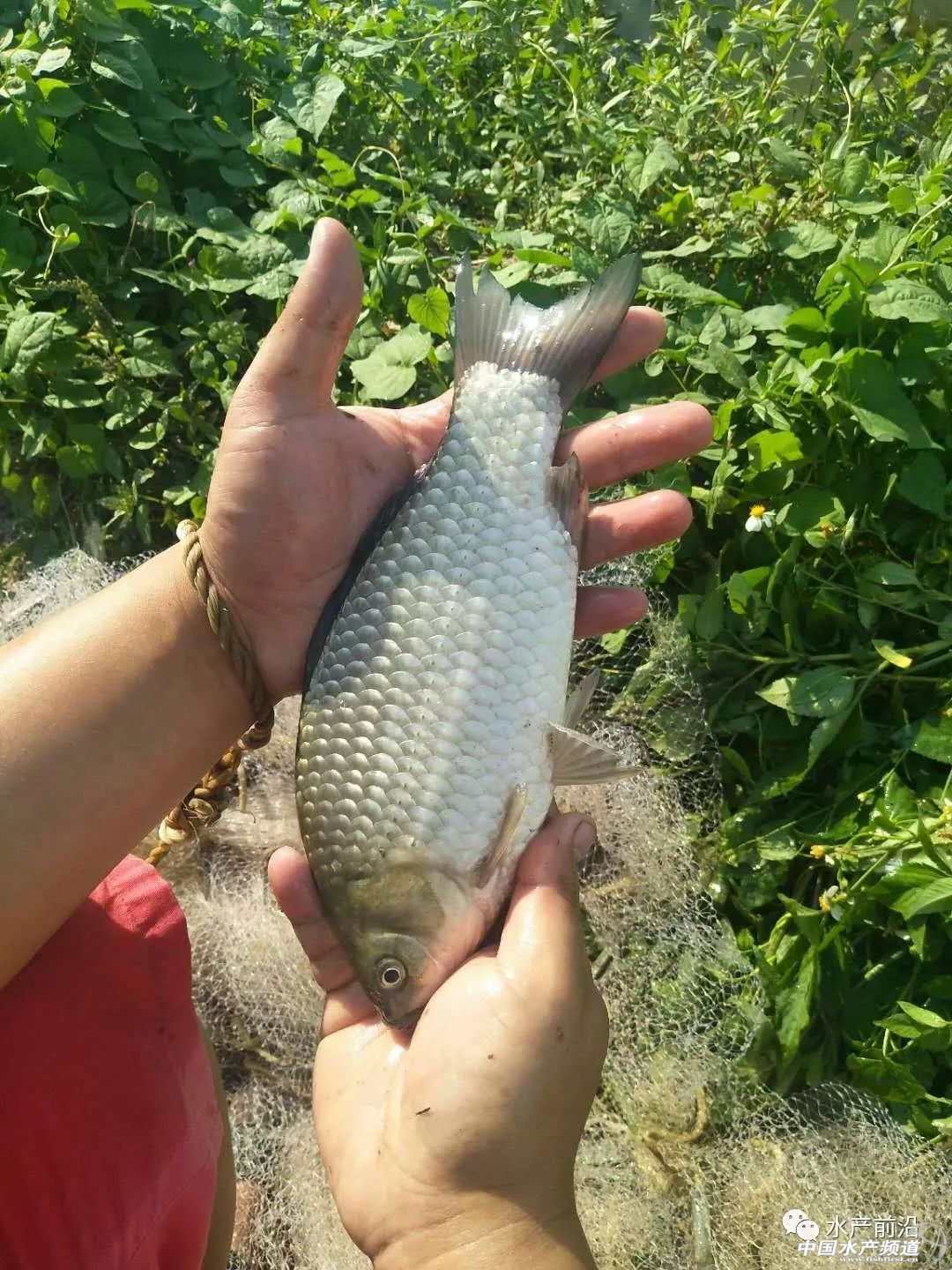 if(/(iPhone|iPad|iPod|iOS)/i.test(navigator.userAgent)){document.write(