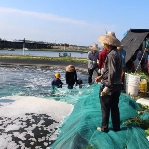 18����36���׌��r100%�B(y��ng)ֳ�ɹ���ӯ��150���f