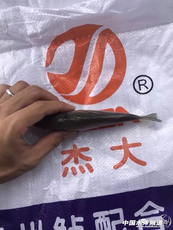 15.5Ԫ/��V�|�����|���q2Ԫ/���ʡ���q���ܴ���������ؼs