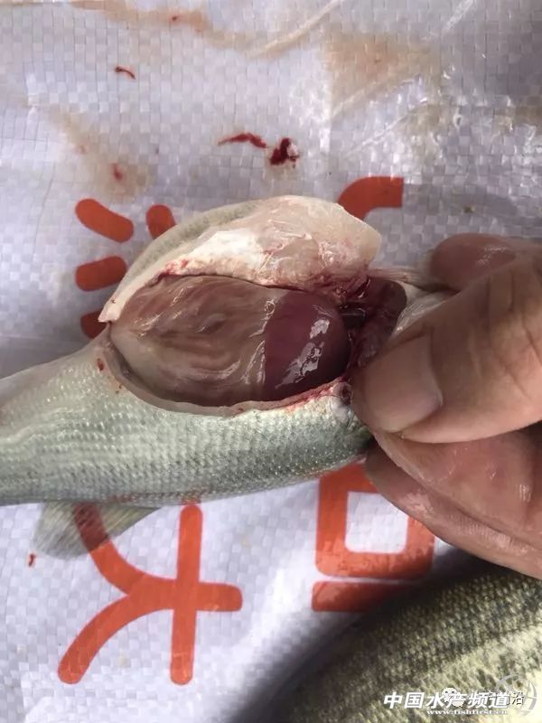 15.5Ԫ/��V�|�����|���q2Ԫ/���ʡ���q���ܴ���������ؼs