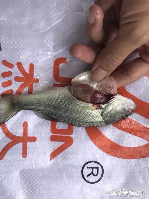 15.5Ԫ/��V�|�����|���q2Ԫ/���ʡ���q���ܴ���������ؼs