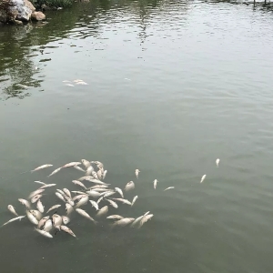 �ߜؼ��������~�Bֳ�����輚���԰�Ѫ���������η�����