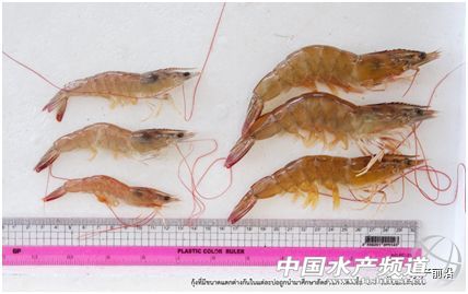 ȫ��֪���r������T.W.Flegel��EHP�ױ��`�\��Ҳ�����£���Ҫ�e�����r��