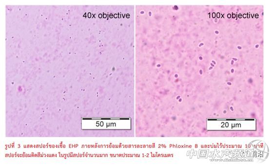ȫ��֪���r������T.W.Flegel��EHP�ױ��`�\��Ҳ�����£���Ҫ�e�����r��