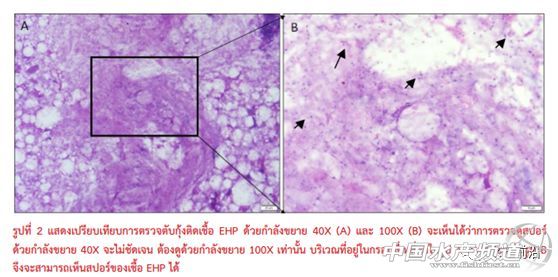 ȫ��֪���r������T.W.Flegel��EHP�ױ��`�\��Ҳ�����£���Ҫ�e�����r��