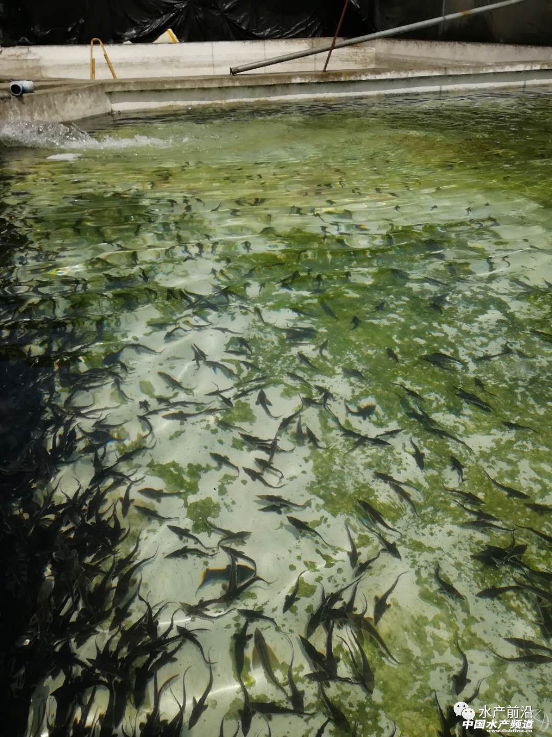 ����1���υs�Ȅe�˶��250���~��������Ч�����ˣ�