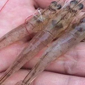 ���r�B(y��ng)ֳ���ν��c�ܺ��Σ��в�ˎ+ø�Ƅ��ͺã�