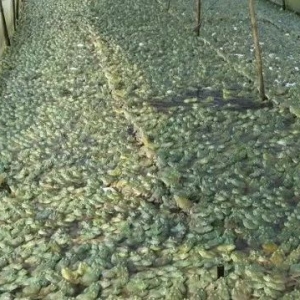 �@�����TƷ�N�������ˣ����ֵ؅^��ȫ��⚢���B�����л򱩝q��