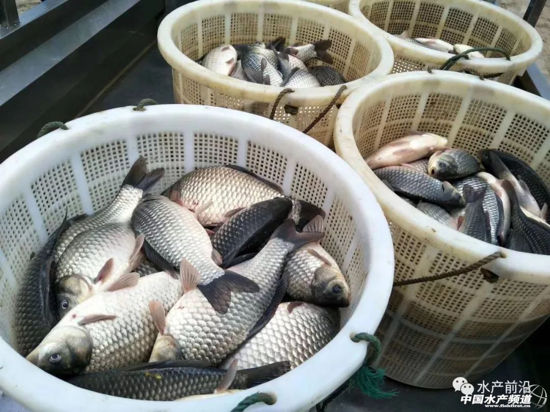 Ҫ�q�ˣ����~�Ԓ���࣬�A�С��A�|�������؅^(q��)�a�~�ϝqڅ�����@����������ϝq0.6Ԫ��