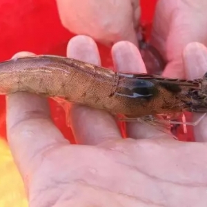 ������r�g�B(y��ng)һ�������׌��r���ۃr45Ԫ/�����15�f��