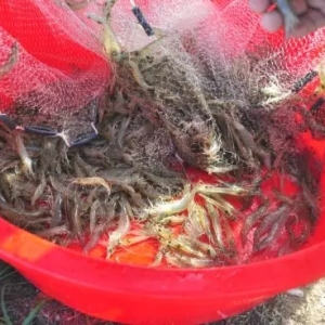 ��Ʒ�N���׽�䓡���Դ�Է��ށ���������������(qi��ng)���m��(y��ng)�ԏV������ʲô���^��