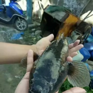 ��ײ�������Bֳ4�겻�������Λr�ǹS���~