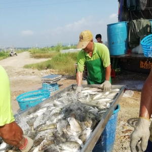 �V�|�Z�~1��q2Ԫ/�40Ԫ/��ָ�տɴ���