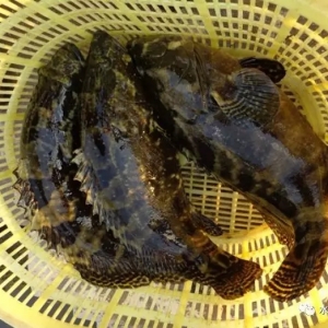 С���x���`���B���ߜ�����ʯ���~�l�y������7��31��ʯ���~�r��