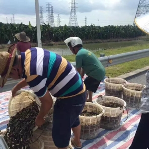 ���ˣ��@������q�Bֳ���a��1�f���Ч���p���^3�fԪ��