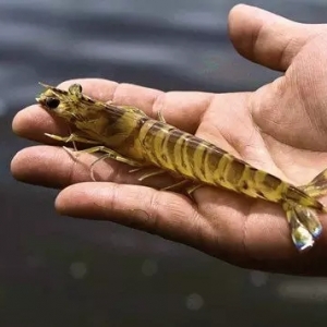 �@������ȫ��ӯ������B�rģʽ��30���u�rҊ�X������40Ԫ/��