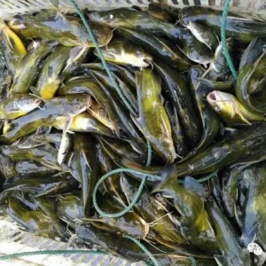 �＾�~�ԓ��ô�����{ˮ�����κ���x������