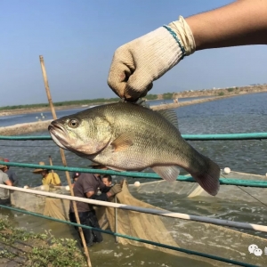 �����|�^���~������r���Bֳ���Ĵ����E