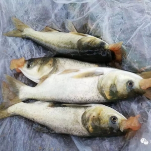 ��Ʒ�N���A�Ϻܳ�Ҋ�ġ��ջ����^��������������؅^(q��)����Ҋ����