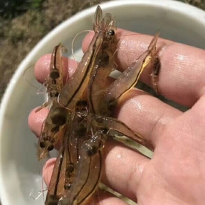 ͨ���r�Ώ��a(ch��n)Ʒ���������I(l��ng)���r�B(y��ng)ֳģʽ��(chu��ng)�£�