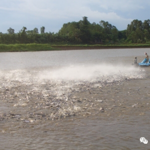 �B(y��ng)ֳ��ɳ�~���@Щ������Ҫ֪��