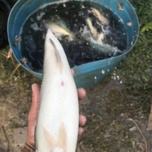 ���ļ����|��׌�^���~���2000���~�����Ч��һ�ڴ��