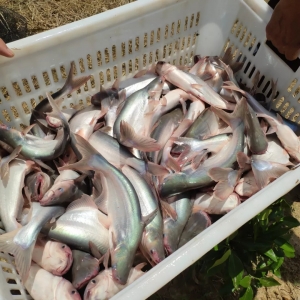 Խ�ϰ�ɳ�~�r���w�q���M���̌�Ŀ���D���Ї���ɳ�~�Bֳ�I