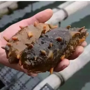 �r�����r�񱩝q100%������10���¸ߣ������|���׺��o���ɲ���ϼ�������}�q�Å���