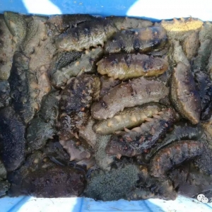 120Ԫ/������r��(chu��ng)10���vʷ�¸ߣ�