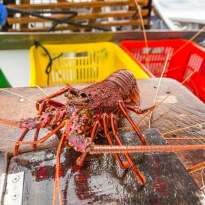 95%���������r�����Ї����������r�r�񣬰��޾�����οͶ�ֱ�����Բ���