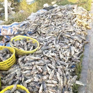 �����M��ˮ�ܱ�������2000���fʯ���~�pʧ��ʣ�µĎ�ʮ�f���~ԓ��ȥ�Ώ�