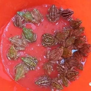 3���¾����B�ɒ��X�����W�t���ڰ��ܑ�ԓ�@���B