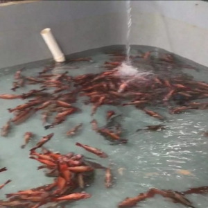 �ڵ�ˮ�ܵ�3�죬ʯ���~�����pʧ��Ӌ�_4000�fԪ���B�����Ύ�ʮ�f���~�@��