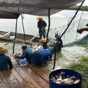 ���a��ɳ�~�q��4.4Ԫ/��Bֳ��ϧ�ۣ������~���࣬�ӹ��S��ȥ�Ώģ�