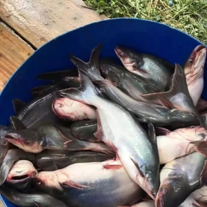 ������ُ��ȫ�A�����_���~����ɳ�~���^�r���¸�4.6Ԫ/�������1�f��Ԫ���@�l�~������ ...