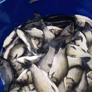 ��՚�ߴ��a�~�r���ϝq��10�������ϝq1Ԫ/�