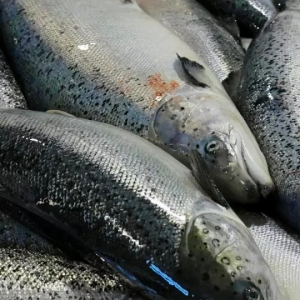 2018�Ї������~�Ј������ڰl����׃����