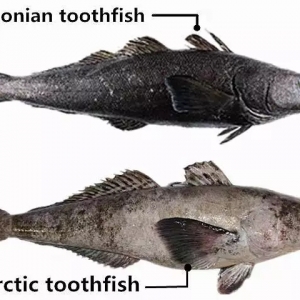 ȫ���^һ��ķ����y�L�~�������@����I(y��)���������Ҫ�M܊�Ї������Ј������ˣ�