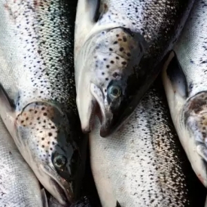 2019��ȫ�������~����(du��)�r�a(ch��n)�I(y��)�l(f��)չ�A(y��)�y(c��)�l(f��)�����r(ji��)���߄�(sh��)�q�������