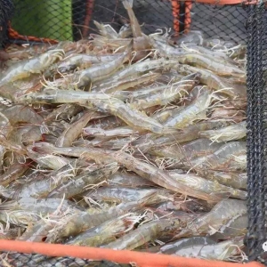 ����r�r���Ў��q���q���s0.5-1Ԫ/���2018��11��23�������׌��r���^�r��