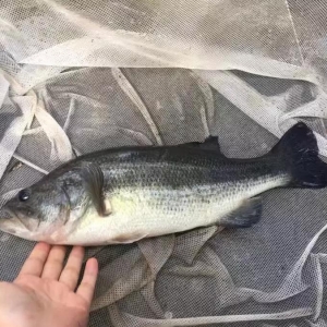 8���ϼ����|����10Ԫ/���2018��12��3�ռ����|���^�r��