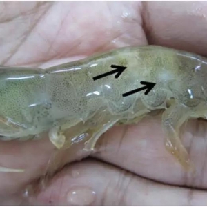 �r��Ε����F��������������םᣬ�L����