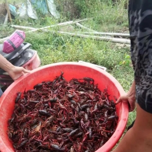 ȫ�����q��1������С���r����u��55Ԫ/�����2018��12��11��С���r���^�r(ji��)��