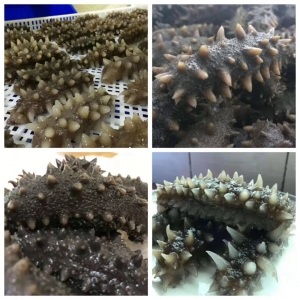 2018��12��13�մ��B����u��Ұ������(�����})�ȹ���(y��ng)��Ϣ